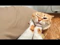 Funny CatsCH Moment Compilation🐾😹 #6