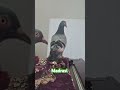 madrasi joda.#attitude #pigeon #love #subscribetomychannel