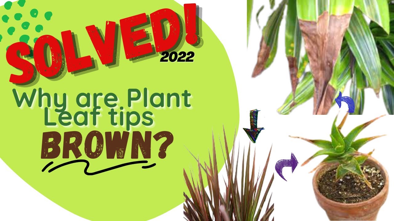 3 Reasons why plants have brown leaves YouTube