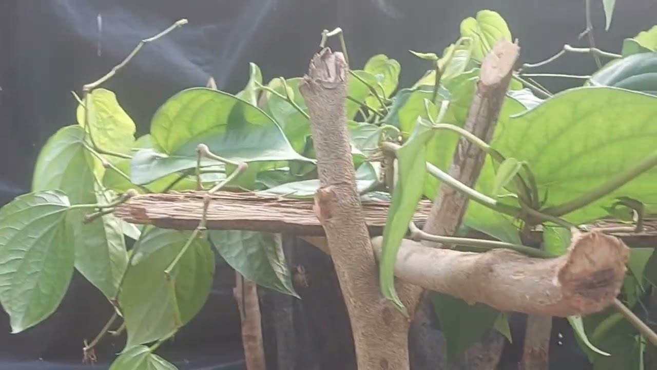 සුබ උදෑසනක් යාලුවනෙ හැමෝටම ❤️❤️❤️