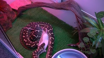TIMELAPSE! Coastal Carpet Python eating.