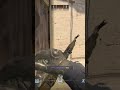 cs2 0.765 seconds #shorts #cs2 #cs2highlights #clutch #faceit #fpl #mirage