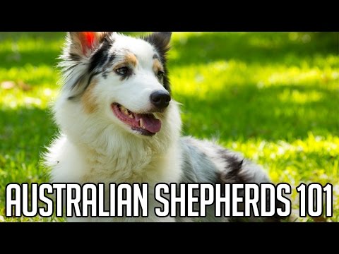 australian shepherd dogs 101 dogs 101 australian shepherd funnydog tv australian shepherd dogs 101 dogs 101 australian shepherd funnydog tv