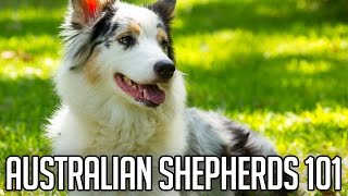 AUSTRALIAN SHEPHERDS | Right Dog For You?