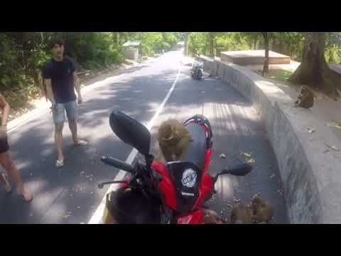video phone beyonce mp3 monkey hill Thailand monkey wants my bike