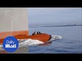 Three clever seals hitch a ride on the bow of a huge ship