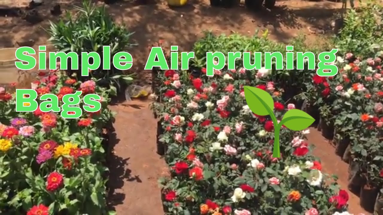 பெரிய செடிவகைகளை சிறிய பைகளில் வளர்க்கும் முறை / Free Air pruning grow