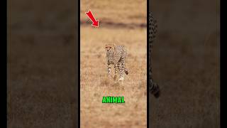 Será o animal mais rápido da terra? #curiosidades #animals #shorts #fyp #vidaanimal #discovery