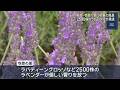 ひるがの高原・牧歌の里　香り漂うラベンダーが見頃　ピンク色のアルストロメリアも見頃に (26/07/04 12:07)