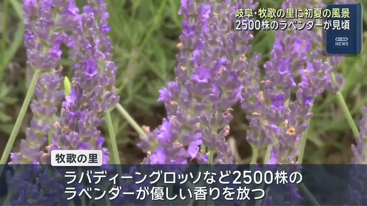 Hirugano Kogen Bokka no Sato: Fragrant Lavender in Full Bloom