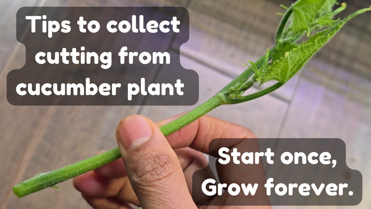 Iznik Cucumbers in Aerogarden Harvest XL | Hydroponics Gardening