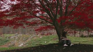 perennials for lyra-8 ::: maple sessions: act 2