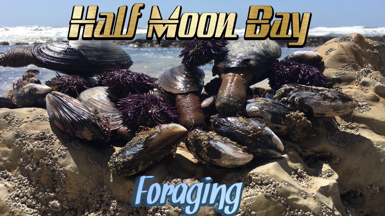 Episode 52: Half Moon Bay Foraging
