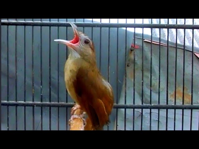 SUARA KAPAS TEMBAK NGEBREN PANJANG|AMPUH MEMANCING EMOSI‼️ MASTERAN class=