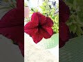 beautiful flower in my garden ll home gardening l flowers #petunia #shorts #youtubeshorts
