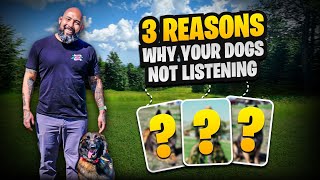 3 Reasons Why Your Dog's Not Listening