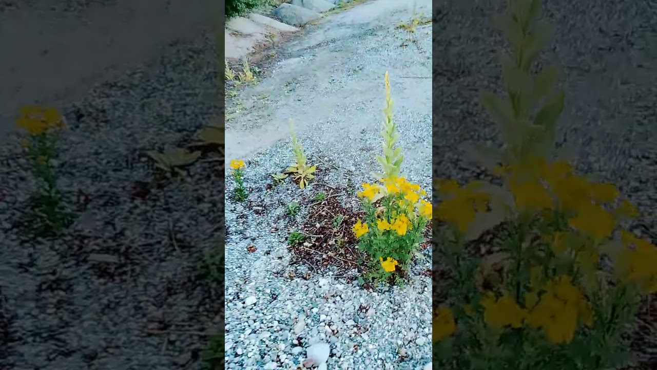 Think you've got a long walk to go to the toilet, here's what I have to do to get to mine 😅