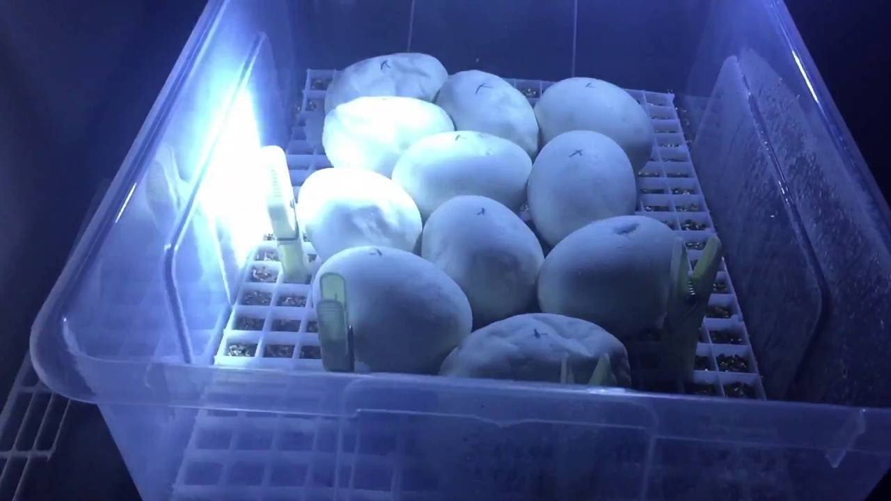 Candling ball python eggs day 39 - YouTube