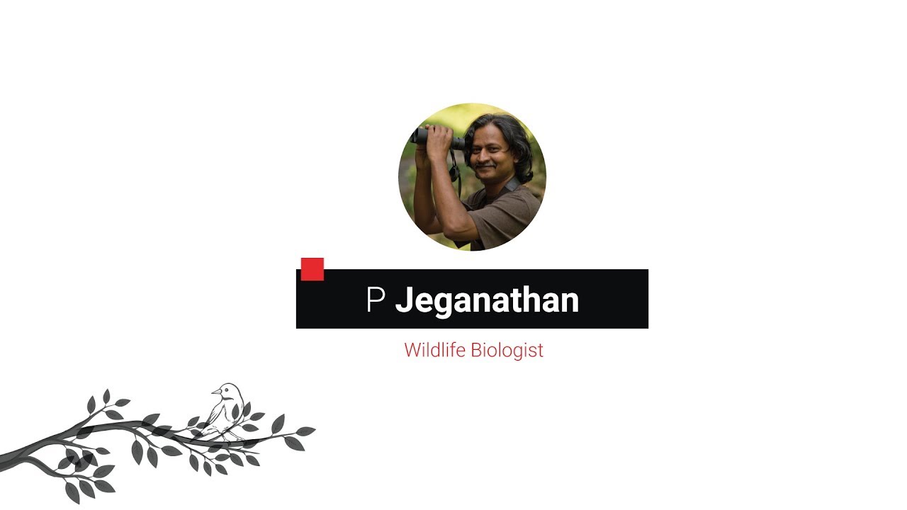 P Jeganathan: A Tale of Two (Extinct?) Birds