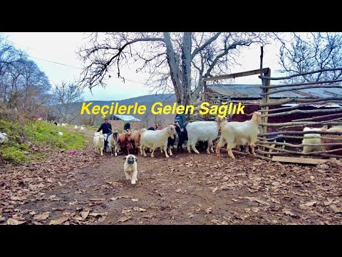 Keçilerle Gelen Sağlık-Keçi Çobanlığı