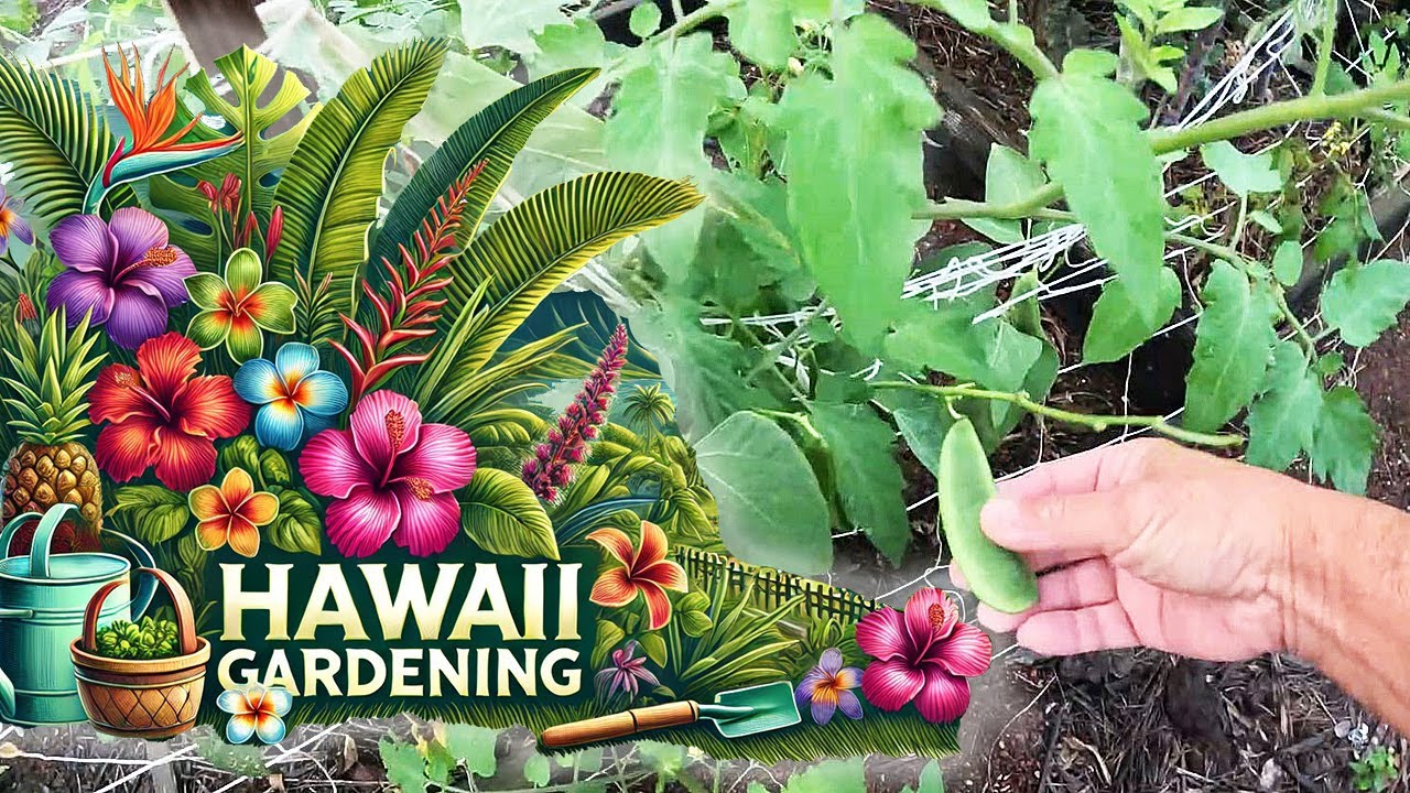 Садоводство в Оушен-Вью на Большом острове Гавайи — возвращение дождей