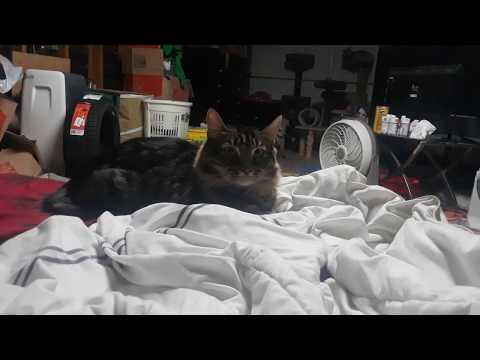 little-foot-and-steve