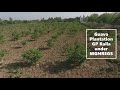 Guava plantation under mahatma gandhi nrega mansa punjab