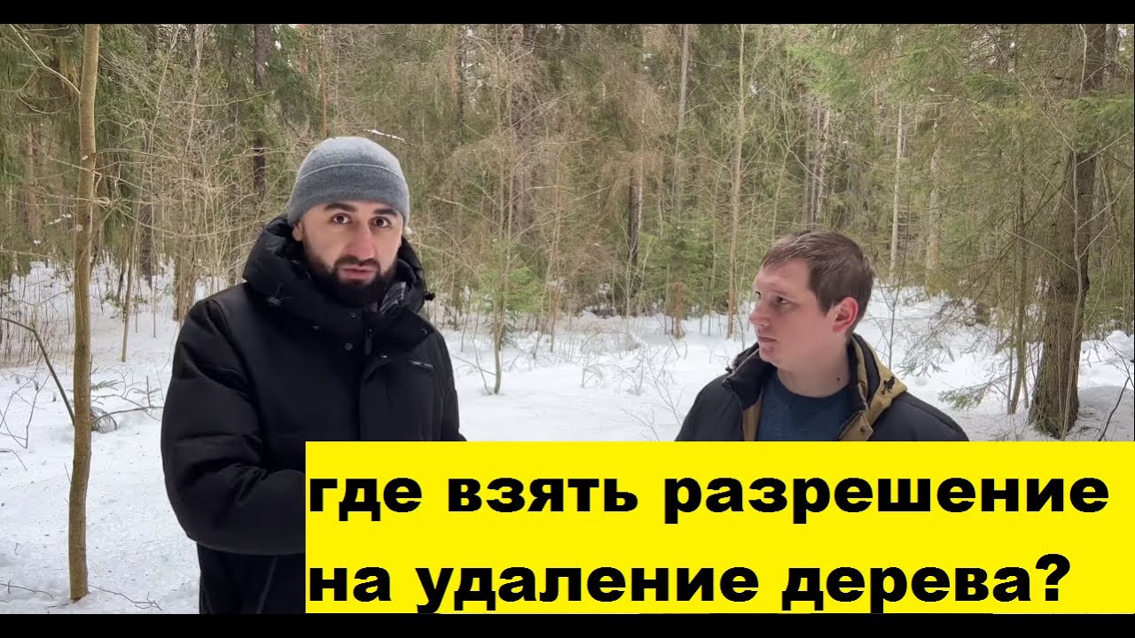 Где взять разрешение на удаление дерева? - YouTube