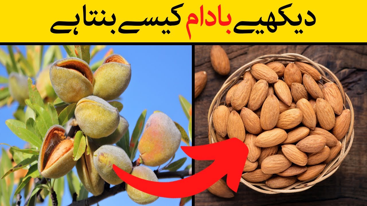 Badam Kaise Banta Hai Almond Cultivation Process Almond Making