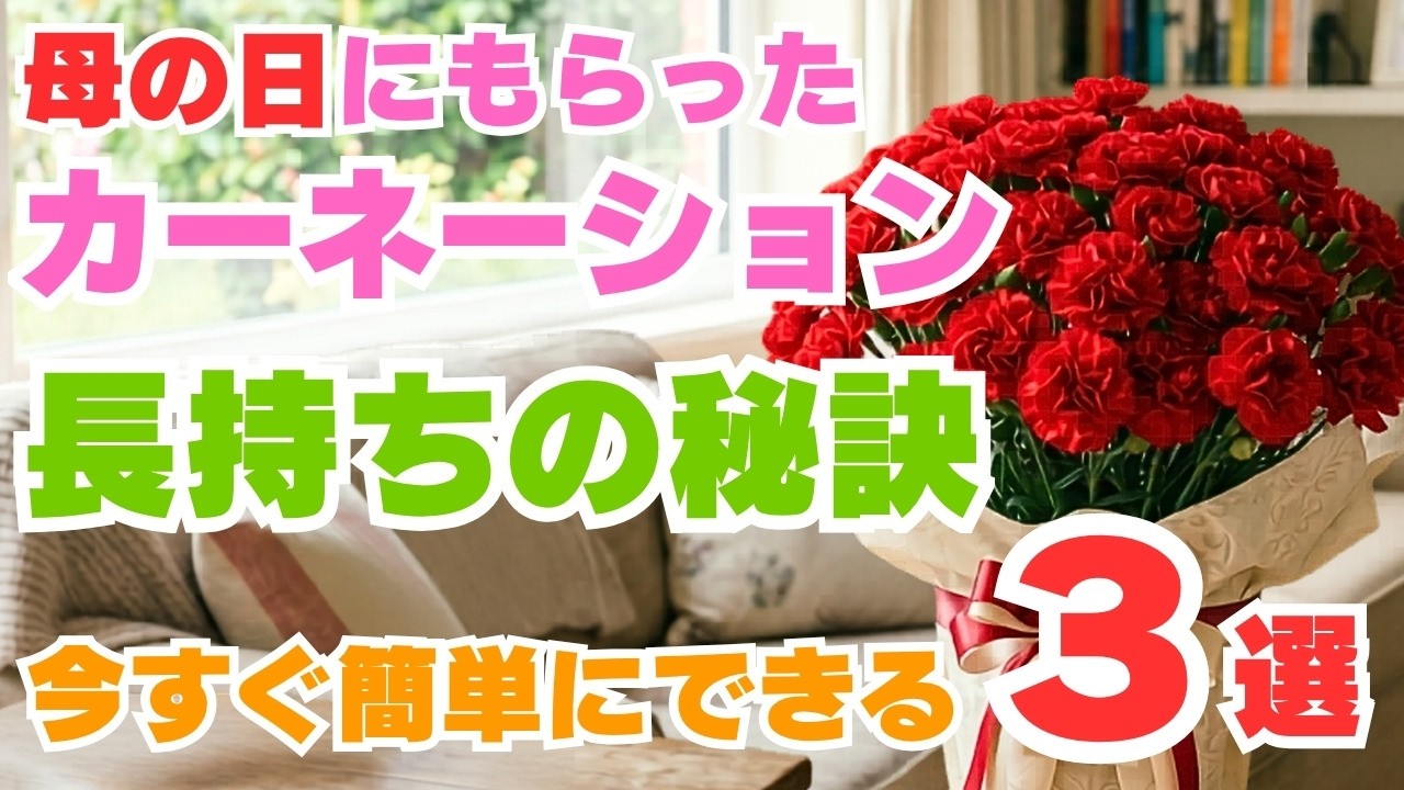 たったこれだけ！カーネーションがずっと咲く！超簡単な育て方！母の日にもらったカーネーションを長持ちさせてくださいね！