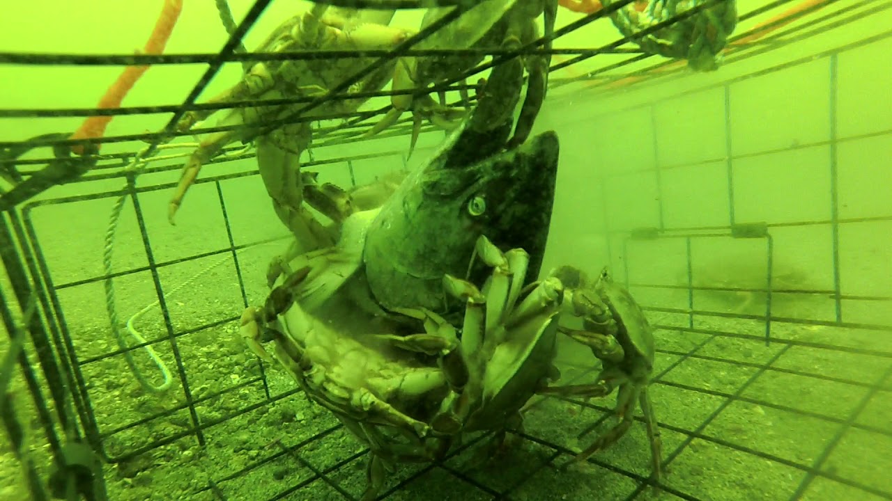 GoPro captures soaking dungeness crab pot near Kitimat. Going Down
