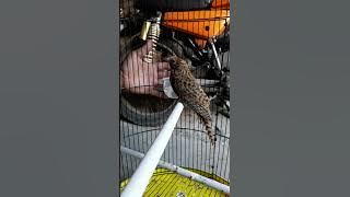 Perkembangan burung kedasih trotol kedewasa