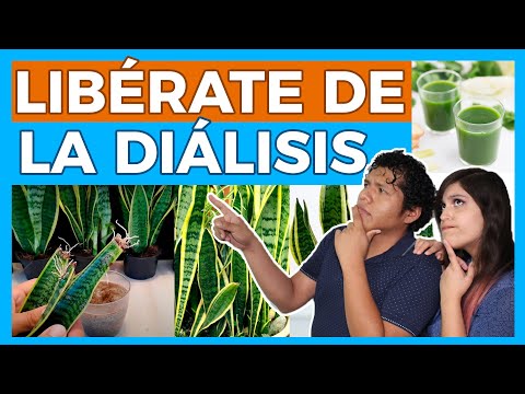 Vídeo: Males herbes de la llengua de la sogra de Sansevieria: com controlar la planta de la llengua de la sogra