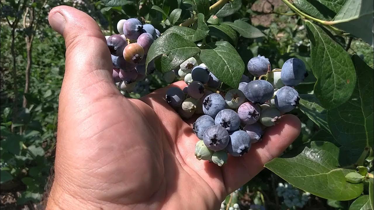 Схема обработки и подкормки голубики. Рыхление голубики. Место посадки голубики. Подкормка голубики весной и летом. Посадка голубики в контейнерах в землю.