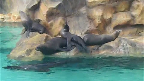 Как морские львы делают это - animal sex