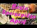 Beste Speisepilze im April | Morcheln, Verpeln, Maipilze, Schwefelporlinge, Hexenröhrlinge & mehr