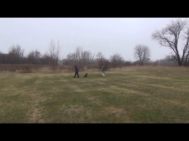 Chicago Dog Training Two Young Dogs with Suburban K9!
