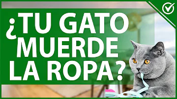 ¿Los gatos muerden la ropa?