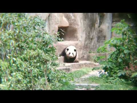 Giant Panda HeHua,HeYe-和花跪了好多次等回家,天气太热了