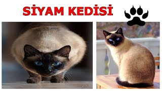 Siyam Kedisi ve Özellikleri