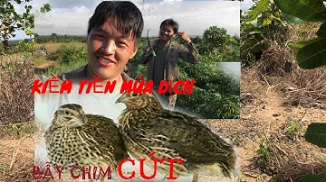 LẦN ĐẦU BẪY CHIM CÚT/kiếm tiền mùa dịch covid 19