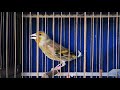 Mixto de Jilguero cantando (copia Malaga) goldfinch song / birds chirping / aviary birds /Cardellino
