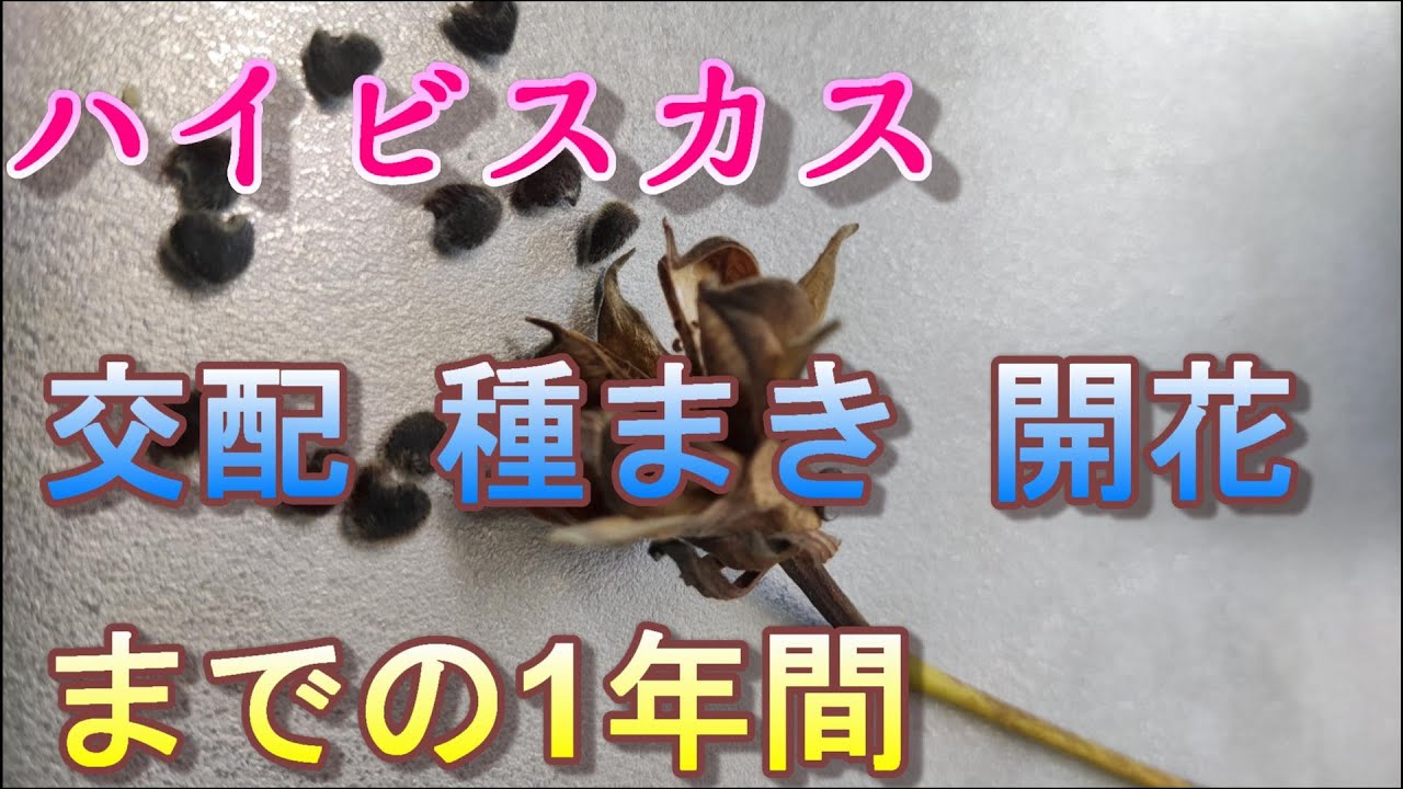 From hibiscus hybridization to sowing seeds and blooming flowers