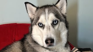 My husky doesn’t like it when his grandma leaves!