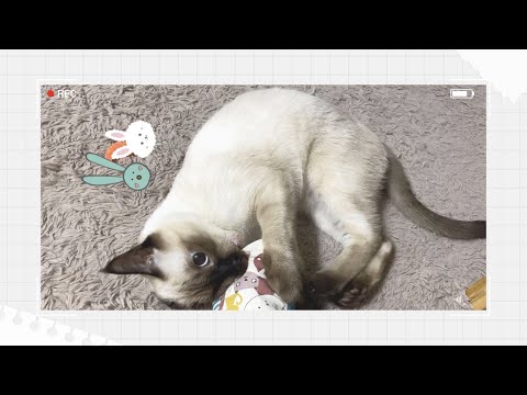 샴블리 vlog • 토끼샴푸/장난꾸러기/대답하는고양이/집사브이로그