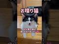 【お喋り猫】ちょび助くん「お仕事の疲れ癒してあげるにゃん。」 #保護猫 #しゃべる猫 #喋る猫