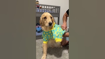My dogs new bedtime routine! #dogsofyoutube #dog #dogs #husky #goldenretriever #puppy