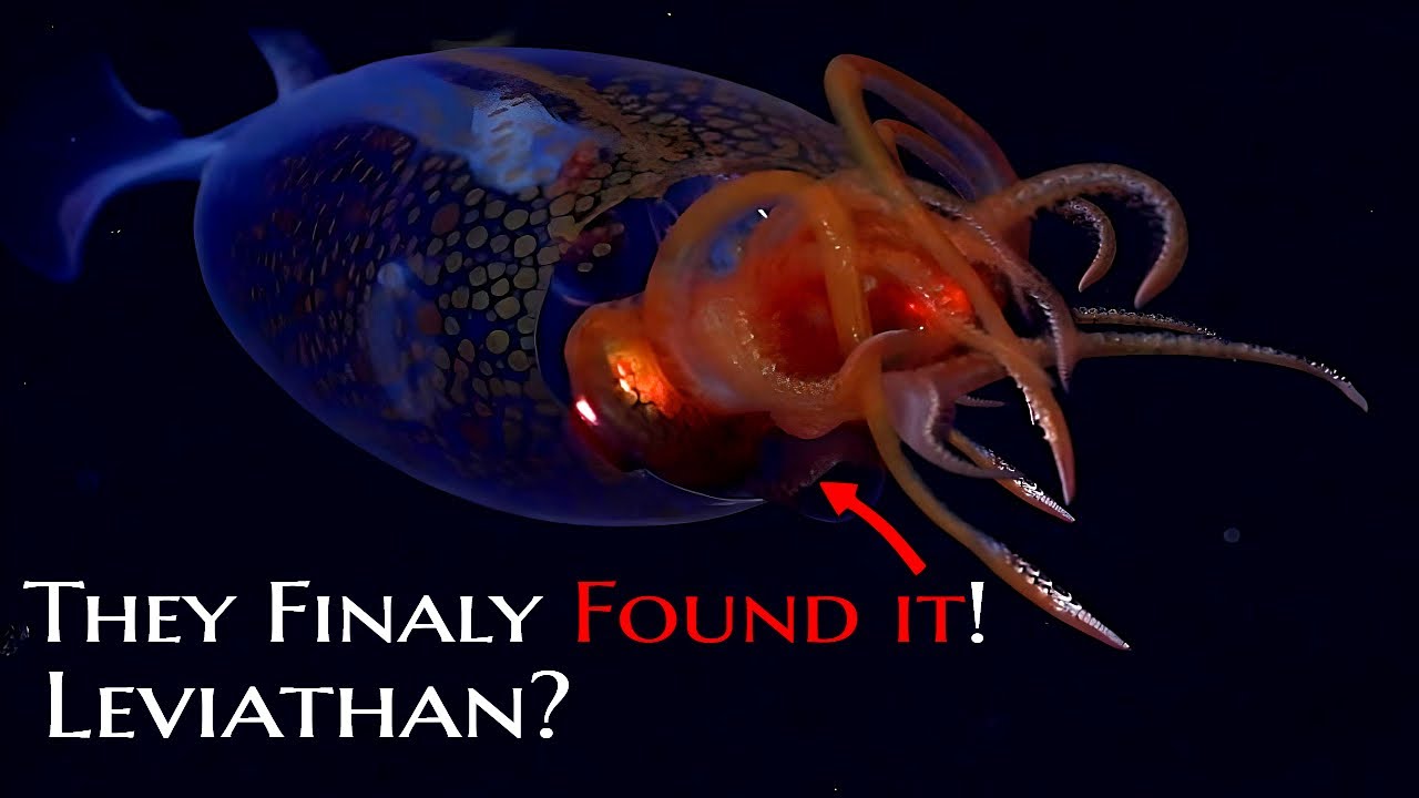 Colossal Squid Found! Is This the Leviathan of the Bible? - YouTube