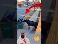لم يتوقع ما حدث ثور يهجم على رجل عالق في الحاويةallah Dua اكسبلور