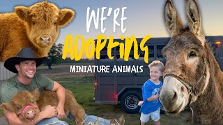 Little Cowboys Buy MINIATURE  Animals!!! NEW FARM ANIMALS!!! A Cute BABY and a Pasture Lovin' MINI!